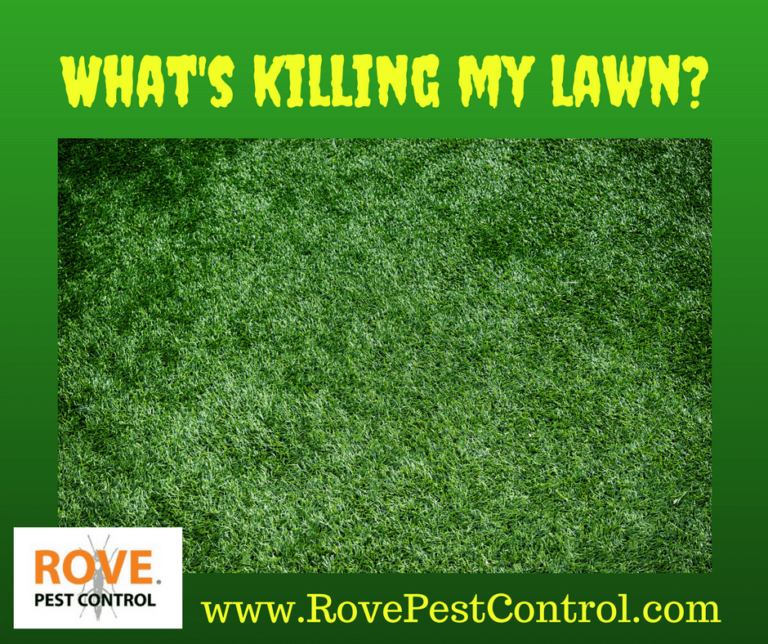 What's killing my lawn? Rove Pest Control