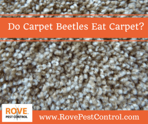 carpet beetle, carpet beetles, how to get rid of carpet beetles, carpet beetle removal, carpet beetle prevention, pest control, pest control tips, carpet beetle pest control