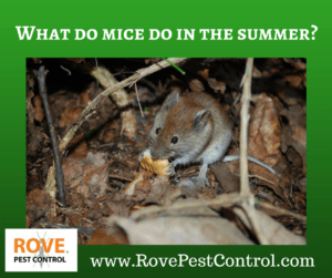 what do mice do in the summer, what do rodents do in the summer, where do mice live in the summer, mice control, pest control, mice prevention, rodent prevention, 