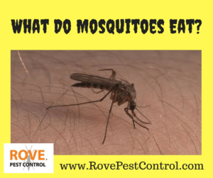 mosquitoes, mosquito, what do mosquitoes eat