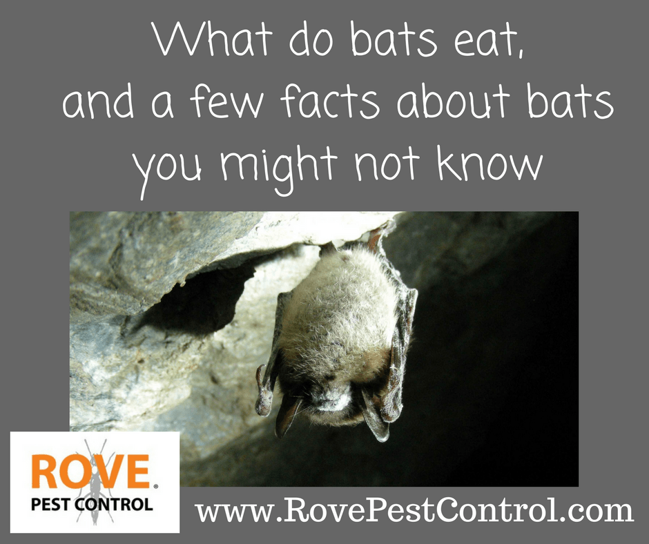 What do bats eat, and a few facts about bats you might not know Rove Pest Control