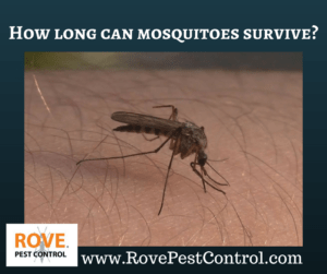 How long can mosquitoes survive, mosquito, mosquitoes, mosquito prevention, mosquito treatment, mosquito removal 