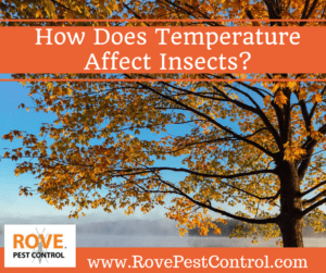 how does temperature affect insects, how does temperature affect pests, how does temperature effect insects, how does temperature effect pests, pest control, pest control tips