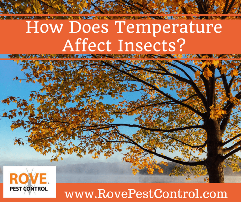 How does temperature affect insects? Rove Pest Control