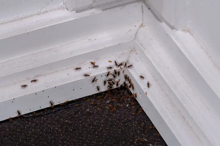 Black flying ants with wings making their way home through crevices.