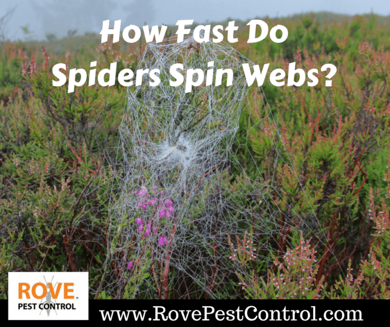 How fast do spiders spin webs? Rove Pest Control