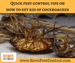how to get rid of roaches, how to get rid of cockroaches, what kills roaches, what kills cockroaches, how to kill cockroaches, how to kill roaches, roach removal, pest control tips, pest control