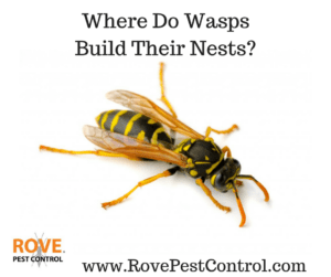 wasps, where do wasps build their nests, wasp nests, wasps nests, wasp removal, 