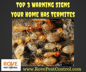 top warning signs your home has termites, warning signs your home has termites, what to look for if you have termites, do i have termites, warning signs for termites, termite warning signs, 