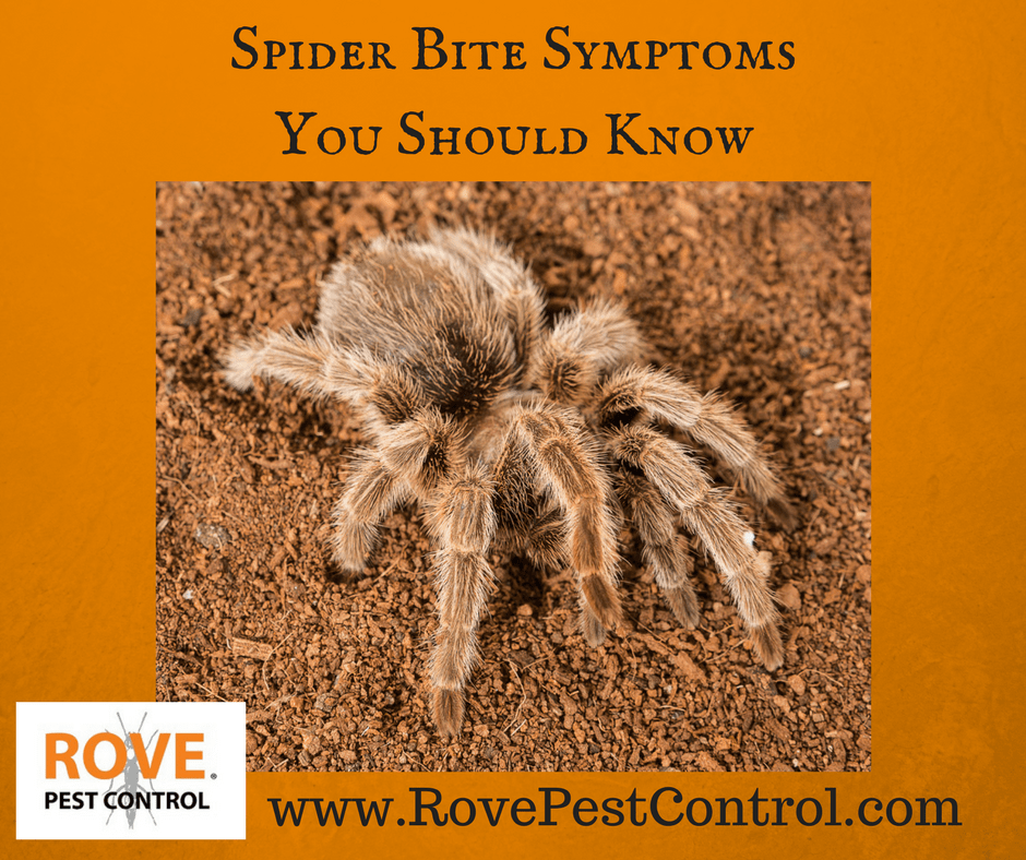 spider bite, spider bite symptoms, symptoms of a spider bite, what are spider bite symptoms, common spider bite symptoms, is this a spider bite, what does a spider bite cause