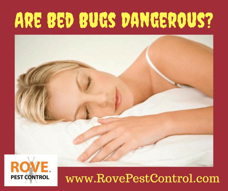 Are bed bugs dangerous? Rove Pest Control