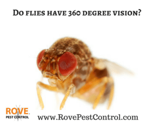Do flies have 360 degree vision, how do fly's eyes work, compound eyes, flies, fly, house fly, 
