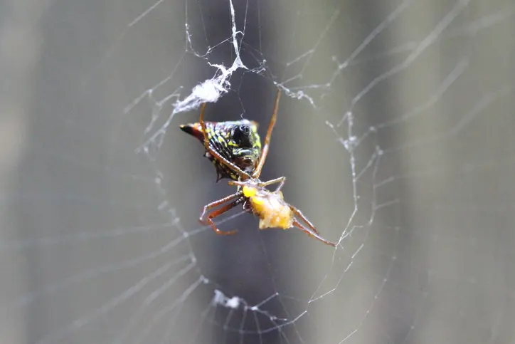 Arrow-shaped Micrathena spider in its web, capturing prey.