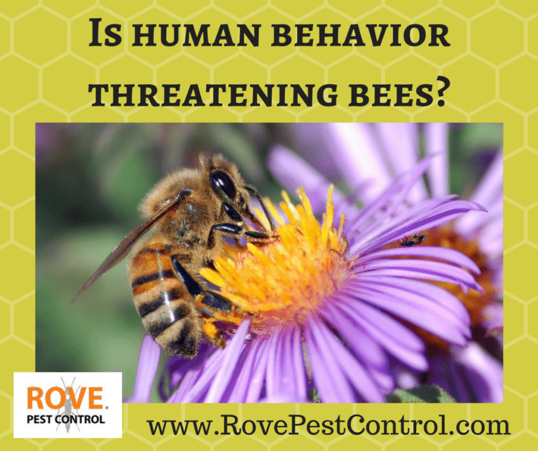 Is human behavior threatening bees? Rove Pest Control