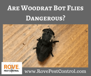 www.RovePestControl.com, bot flies, bot fly, woodrat bot fly, woodrat bot flies, are bot flies dangerous, are woodrat bot flies dangerous, is the wood rat bot fly dangerous, pest control, pest control tips