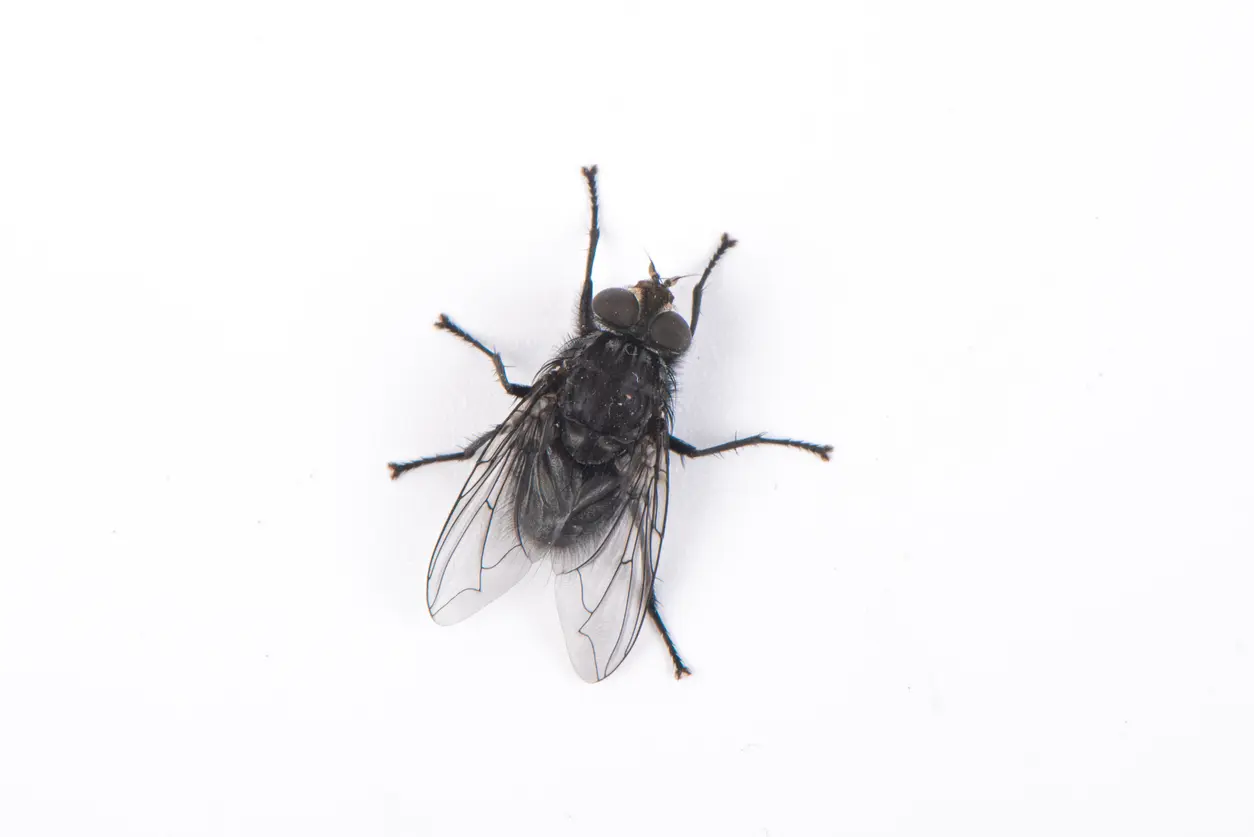 An isolated fly on a bright white background.