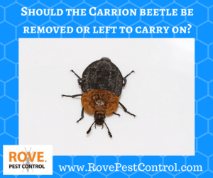 www.RovePestControl.com, carrion beetle, carrion beetles, how to get rid of carrion beetles, what do carrion beetles eat, how to kill carrion beetles, carrion beetle removal, how to remove carrion beetles 