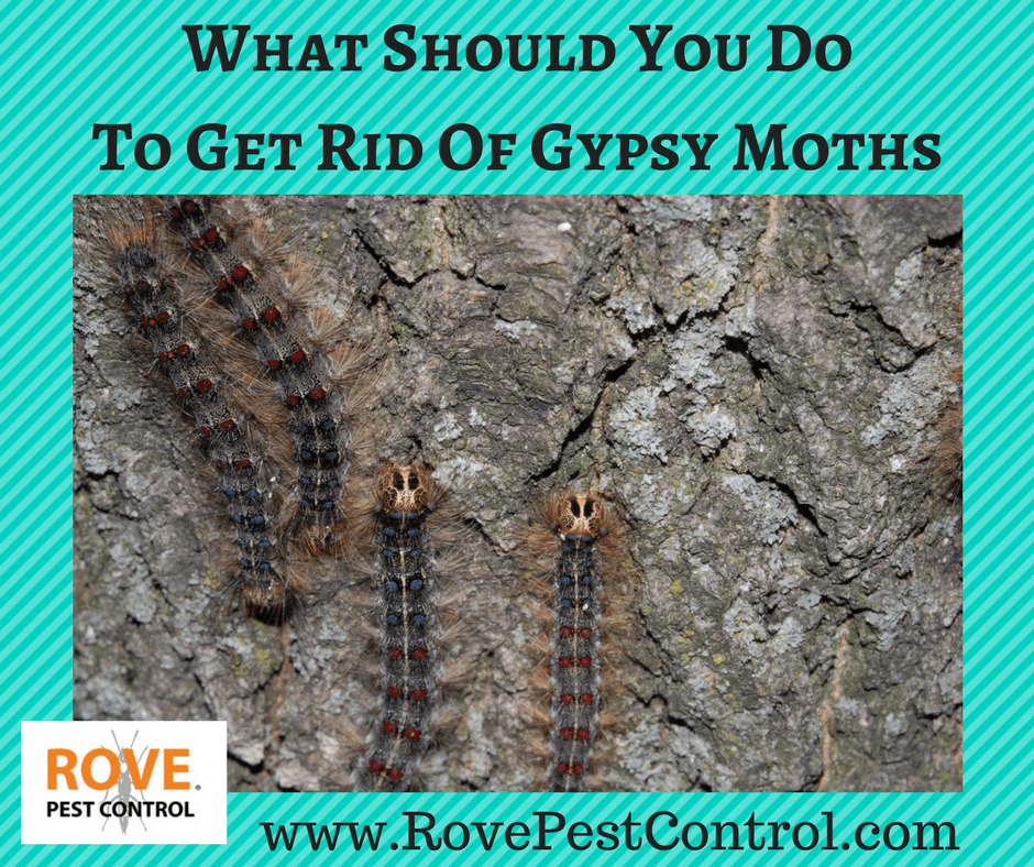 Are Gypsy Moths Dangerous? Rove Pest Control