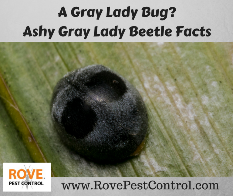 A Gray Lady Bug? Ashy Gray Lady Beetle Facts Rove Pest Control