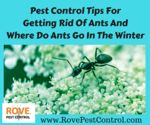 www.RovePestControl.com, where do ants go in the winter, what do ants do in the winter, where do ants go for the winter, what do ants do for the winter, get rid of ants, getting rid of ants, how to get rid of ants, ways of getting rid of ants, ant control, ant removal, pest control, pest control tips