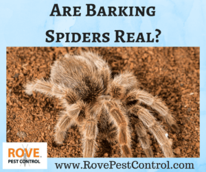 www.RovePestControl.com, Are barking spiders real, barking spider, barking spiders, spiders, australian spiders, bird eating spiders, do spiders eat birds, trap door spiders, 