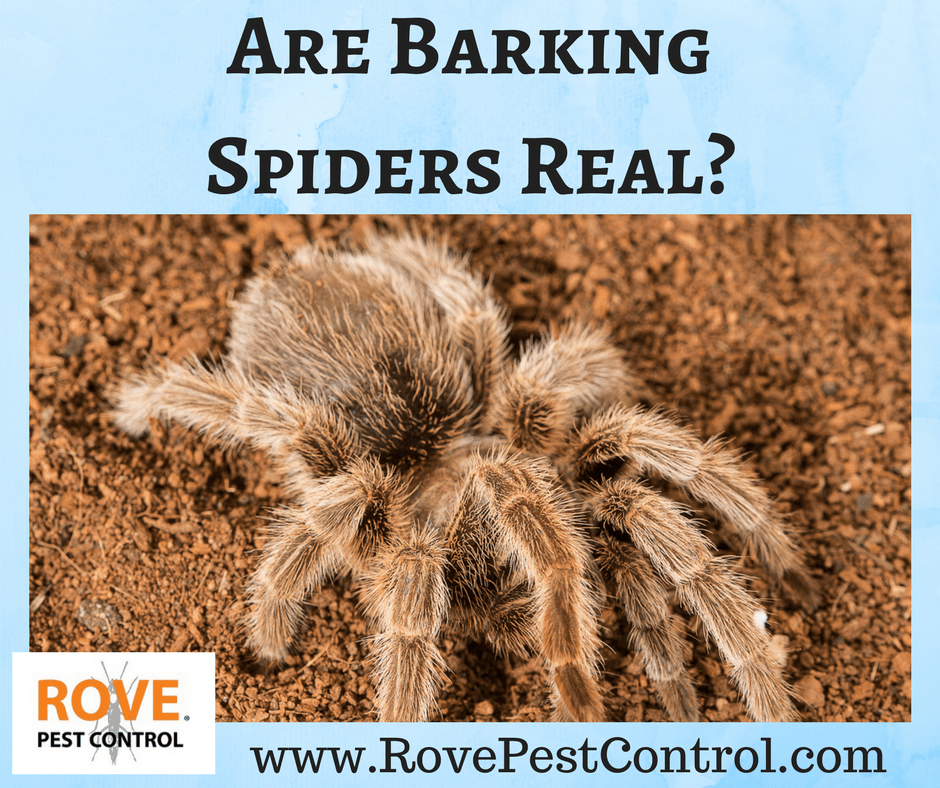 Are Barking Spiders Real? Rove Pest Control