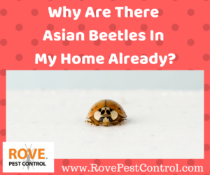 Why are there Asian beetles in my home already, ladybug, ladybugs, lady bug, lady bugs, asian beetles, asain lady beetles, beetles, how to get rid of lady bugs, getting rid of ladybugs, how to get rid of ladybugs, get rid of ladybugs, get rid of lady bugs, get rid of asian beetles, getting rid of asian beetles
