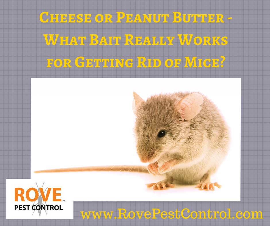 rodent removal, mice removal, how to get rid of mice, how to get rid of mice, getting rid of mice, get rid of mice, getting rid of rodents, get rid of rodents