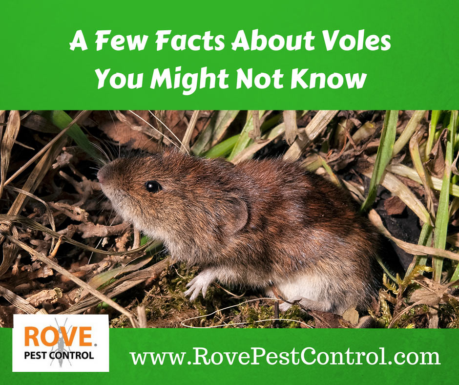 voles, vole facts, vole fact, how to get rid of voles, getting rid of voles, vole prevention, how to prevent voles
