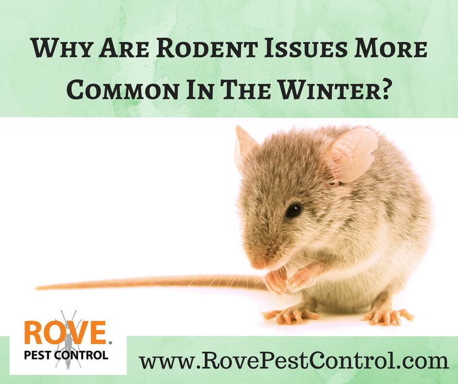Rodent control, pest control, pest control tips, how to get rid of rodents, how to get rid of mice, getting rid of mice, getting rid of rodents, get rid of mice, rodent issues