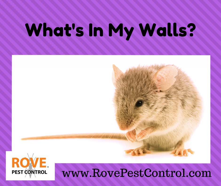 rodent control, pest control, winter pest control, pest control tips