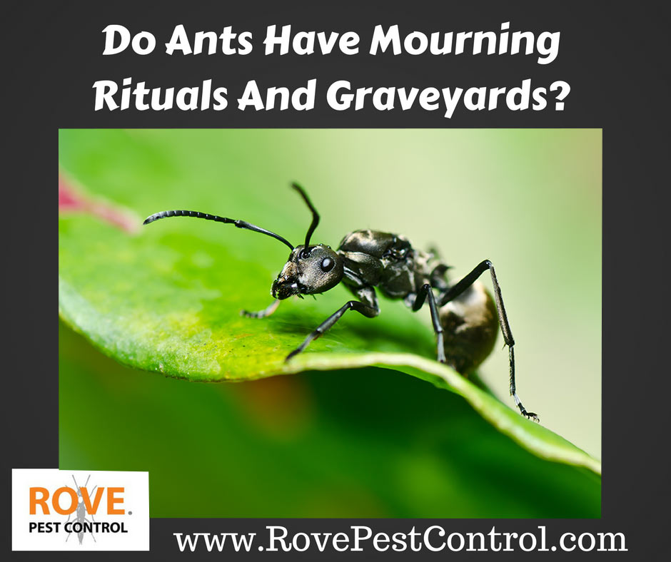 Do Ants Have Mourning Rituals And Graveyards?