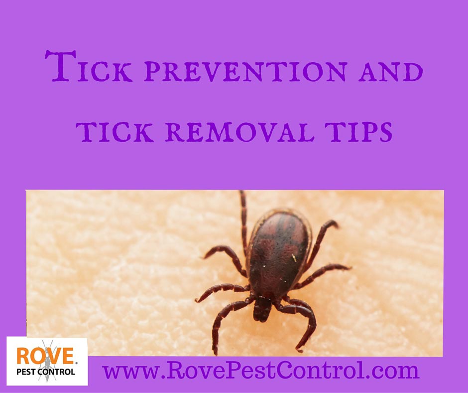 ticks, tick removal, tick prevention, how to prevent ticks