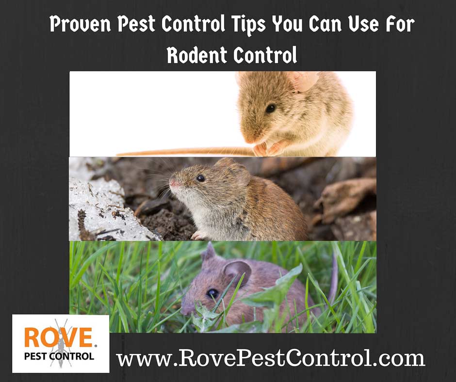 rodent control, pest control tips, how to get rid of rodents, rodent pest control, rodent prevention, how to kill rodents