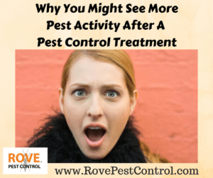 Why you might see more pest activity after a pest control treatment, pests, pest control, pest activity, pest control treatment, pest control service, pest control tips,