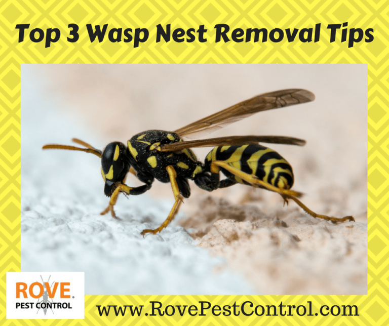 Top 3 Wasp Nest Removal Tips Rove Pest Control