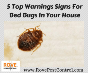 bed bugs signs bug warnings infestation bites itchy bumps develop