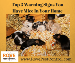Top 3 Warning Signs You Have Mice In Your Home, warning signs of mice, warning signs for mice, mice in your house, how to get rid of mice, getting rid of mice, how to get rid of mice