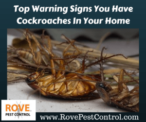 Top Warning Signs You Have Cockroaches In Your Home, roaches, warning signs for roaches, warning signs for cockroaches, warning signs of cockroaches, warning signs of roaches, getting rid of roaches, how to get rid of roaches,