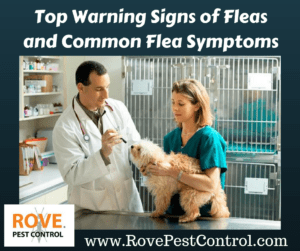 Top warning signs of fleas and common flea symptoms, warning signs of fleas, fleas, getting rid of fleas, get rid of fleas, flea removal, remove fleas, 