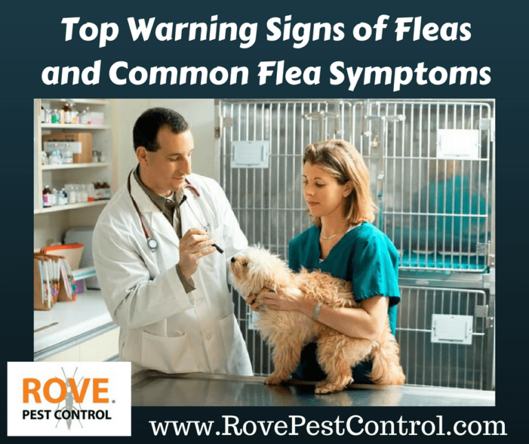 Top 6 Warning Signs of Fleas and Common Flea Symptoms Rove Pest Control