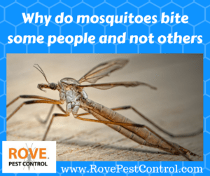mosquitoes, mosquito bite, get rid of mosquitoes, getting rid of mosquitoes, mosquito prevention, what attracts mosquitoes, why do mosquitoes bite some people, why do i get bit by mosquitoes, mosquito bites, what do mosquitoes bite some people more, m