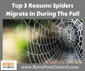 spiders, spider control, spider removal, fall pests, pest control, spider control, how to get rid of spiders, getting rid of spiders, how to remove spiders