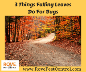 fall pests, pests, pest control tips, pest control, leaves, falling leaves, wasps, get rid of wasps, getting rid of wasps, wasp control 