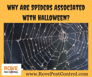 Why are spiders associated with Halloween?