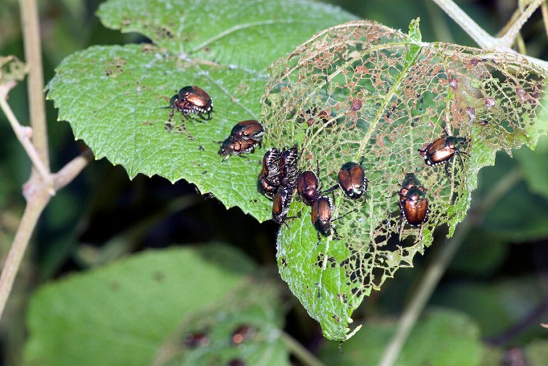 What does Japanese beetle damage look like Rove Pest Control