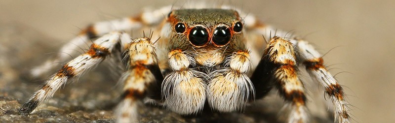 do all spiders have 8 eyes