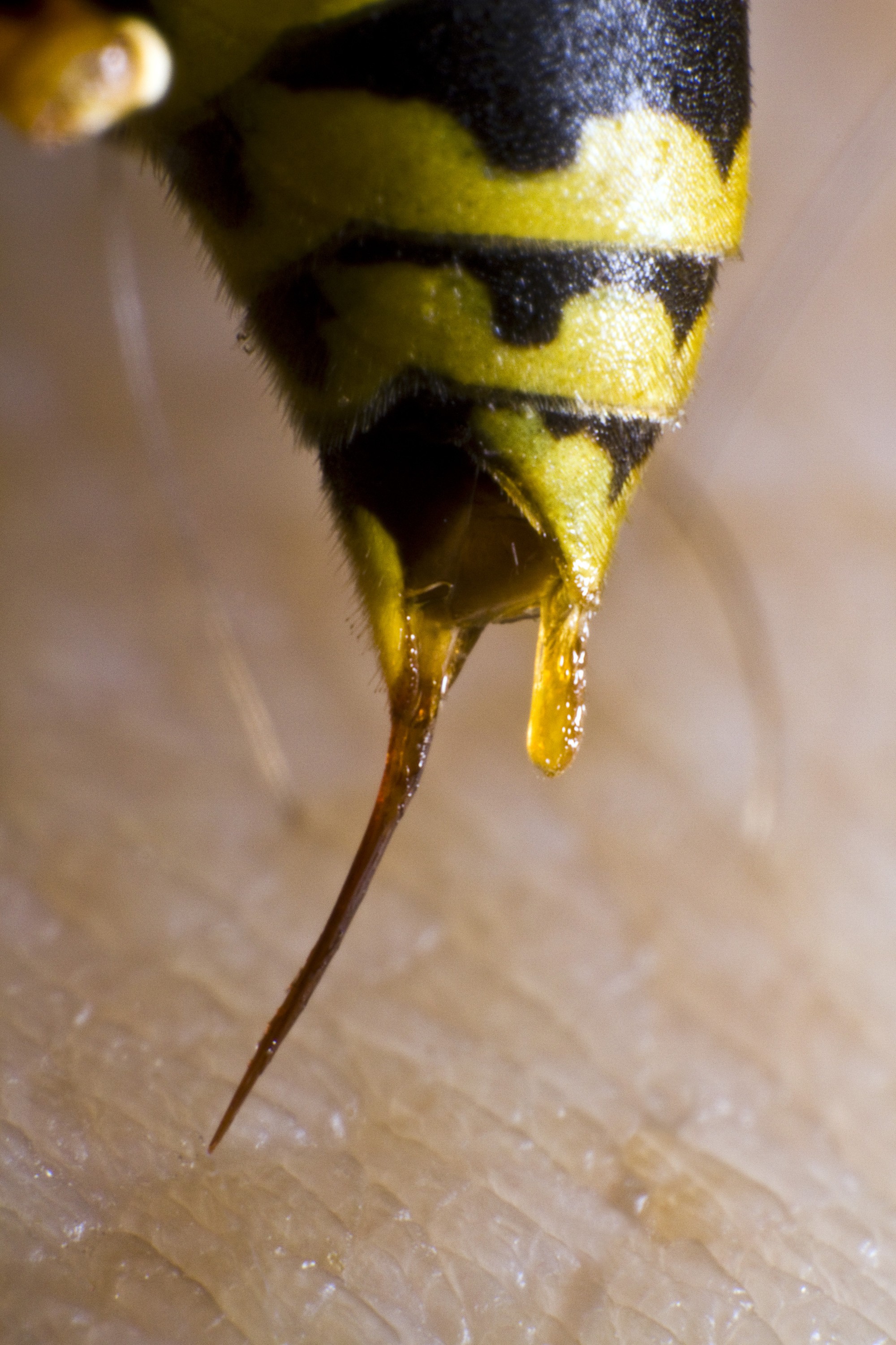 ground yellow jackets