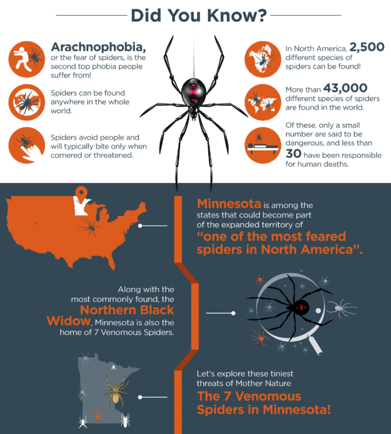 7 Poisonous Spiders in Minnesota Rove Pest Control