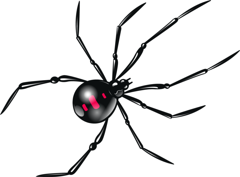 7 Poisonous Spiders in Minnesota Rove Pest Control